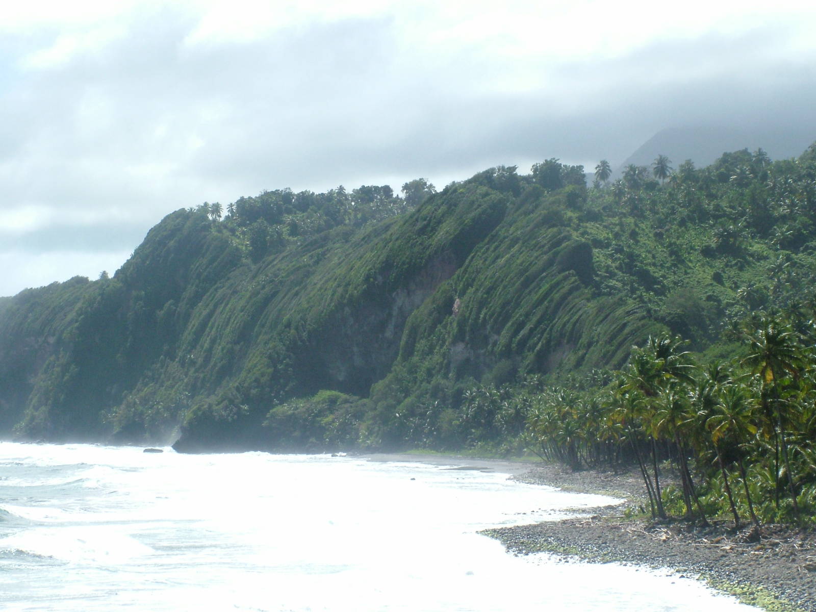 Windswept coastal forest, Rosalie, Dominica