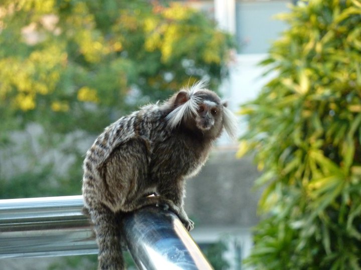 Windswept common marmoset