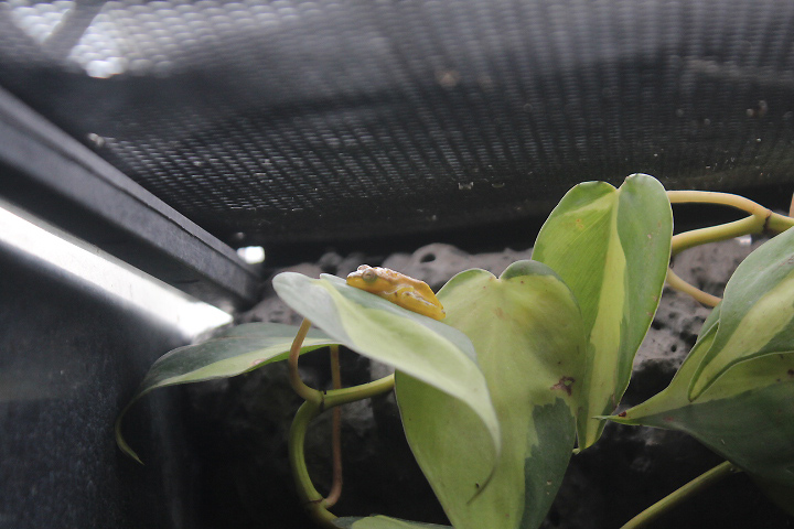 Wine-coloured tree bubble-nest frog (Feihyla vittiger) - Suraloka Interactive Zoo