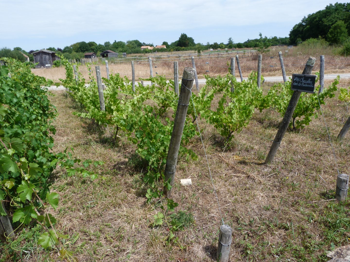 Wine grape plantation -Zoodyssée (2025)