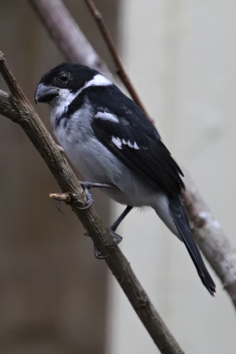 Wing-barred seedeater (Sporophila americana)