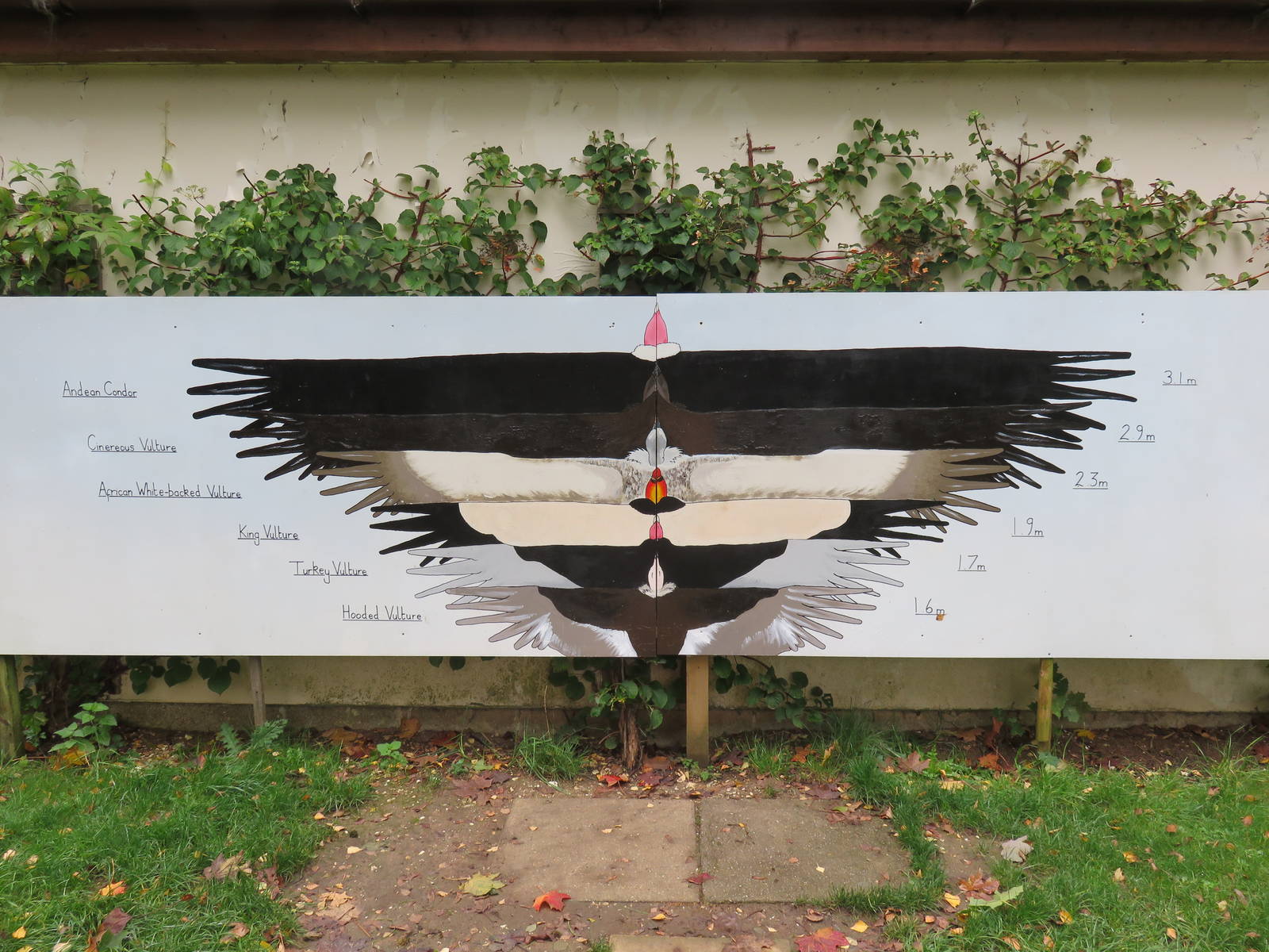 Wing Span Comparison