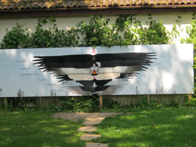 Wing span illustration.