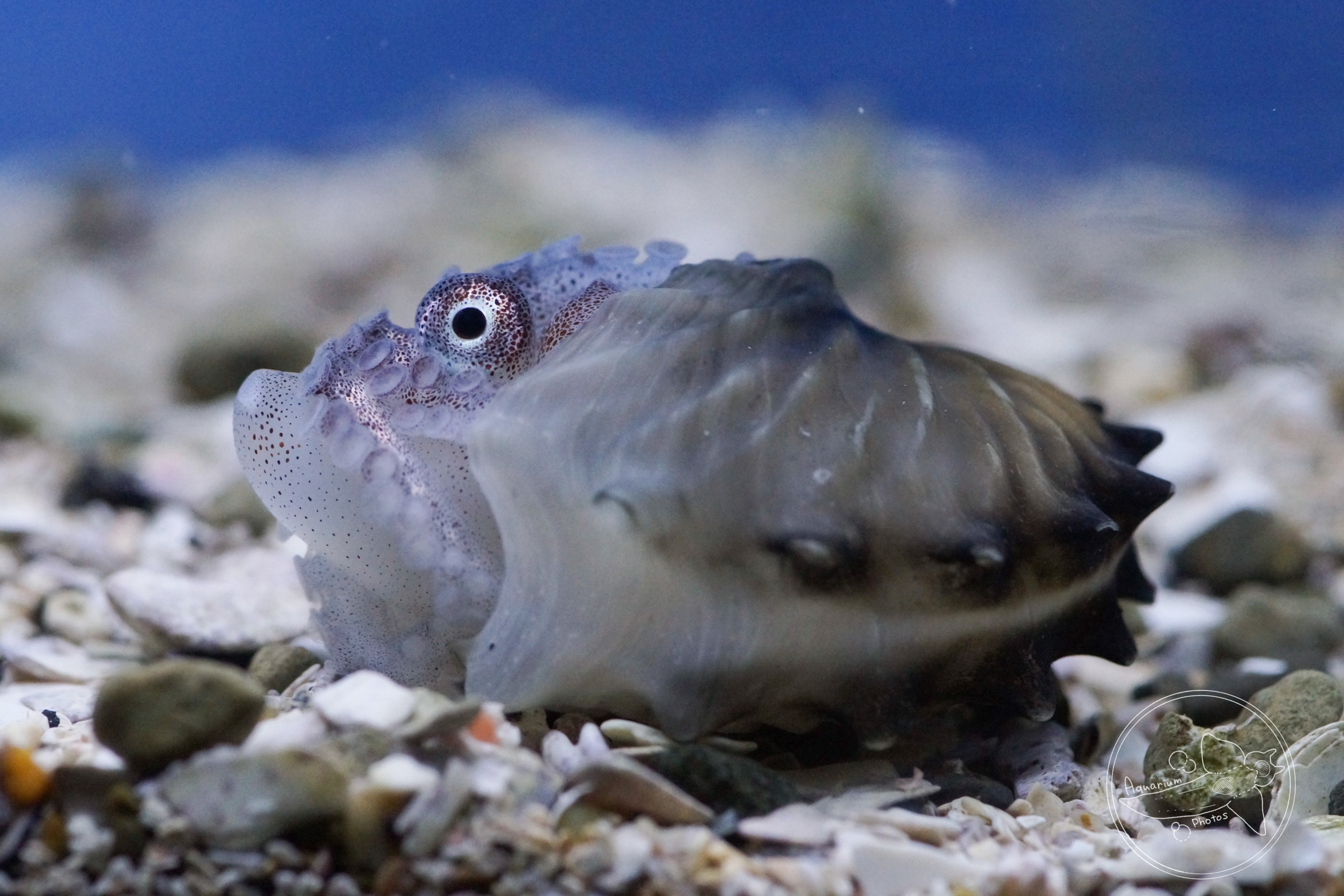 Winged Argonaut (Argonauta hians)