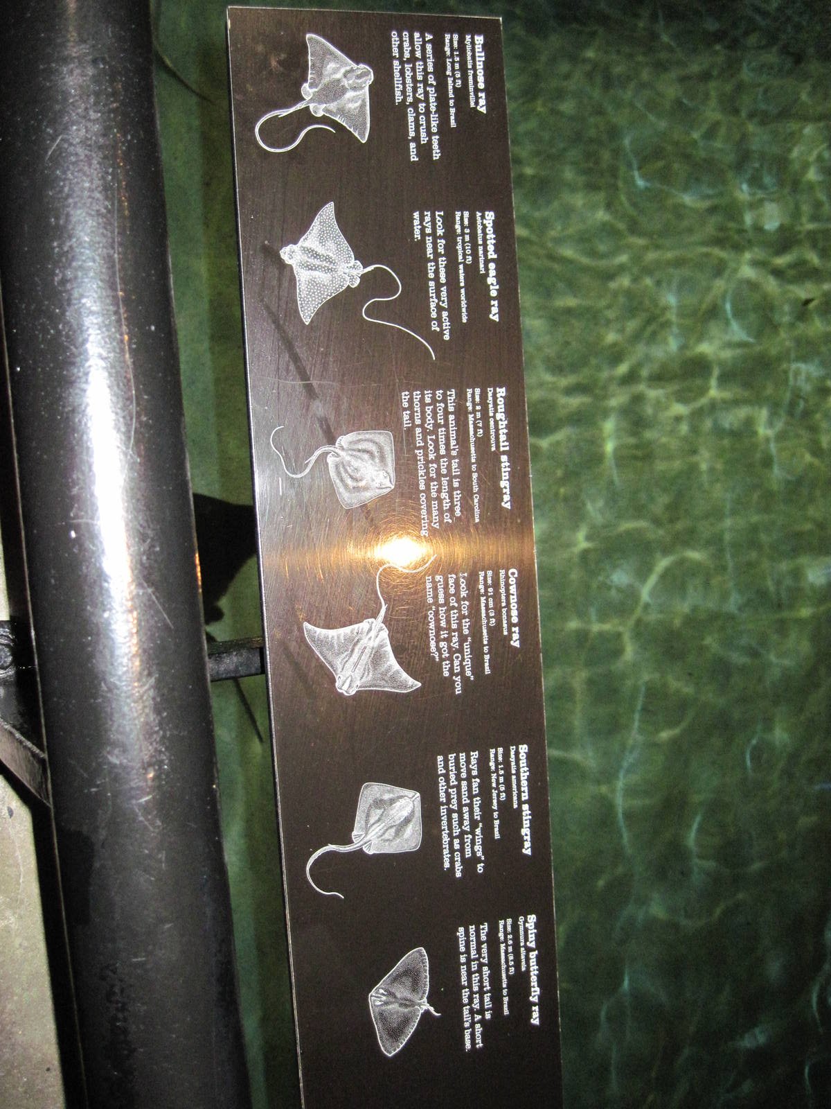 Wings in the Water-Signage