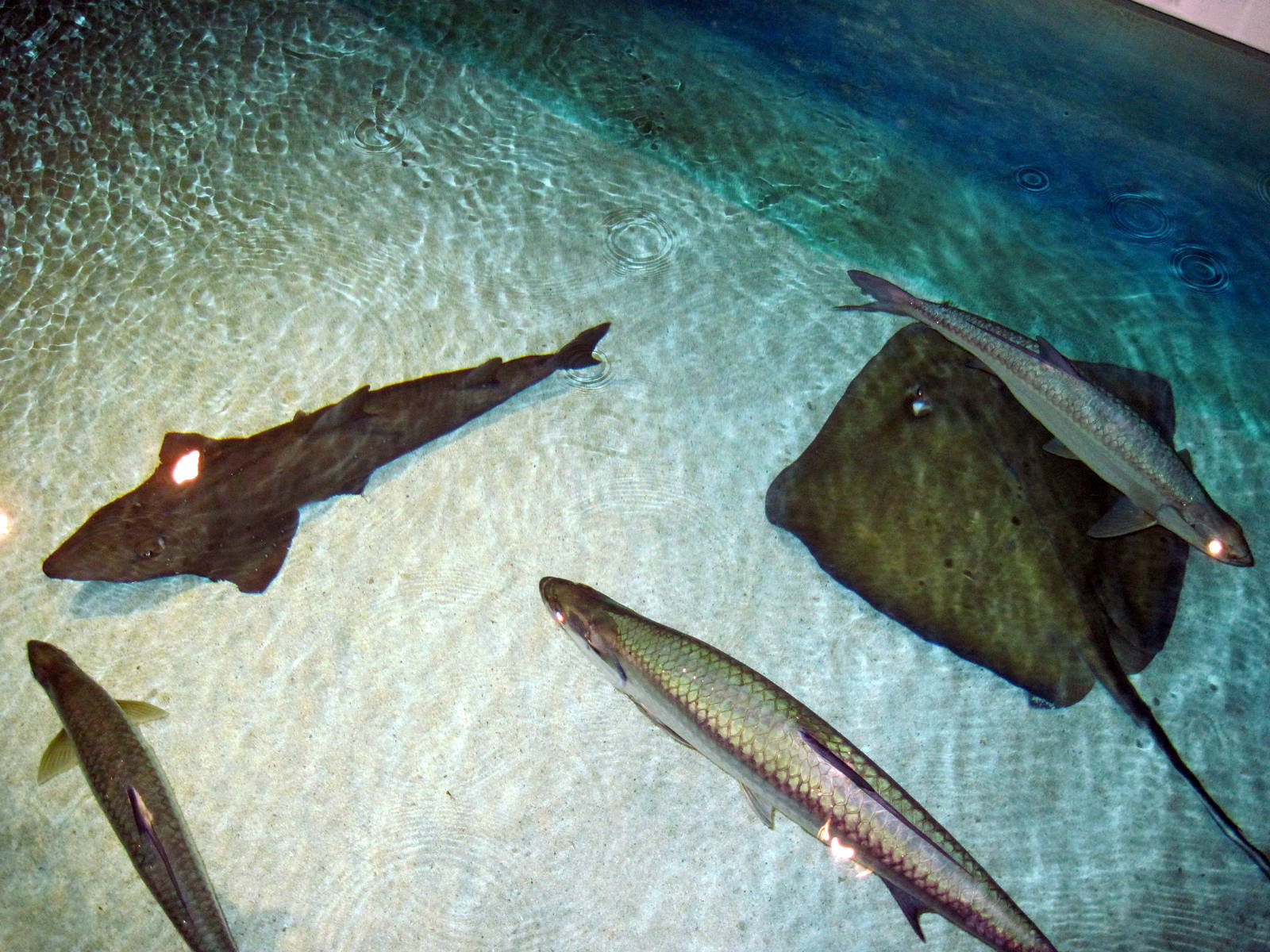 Wings in the Water-Stingray, Tarpon, and Guitarfish