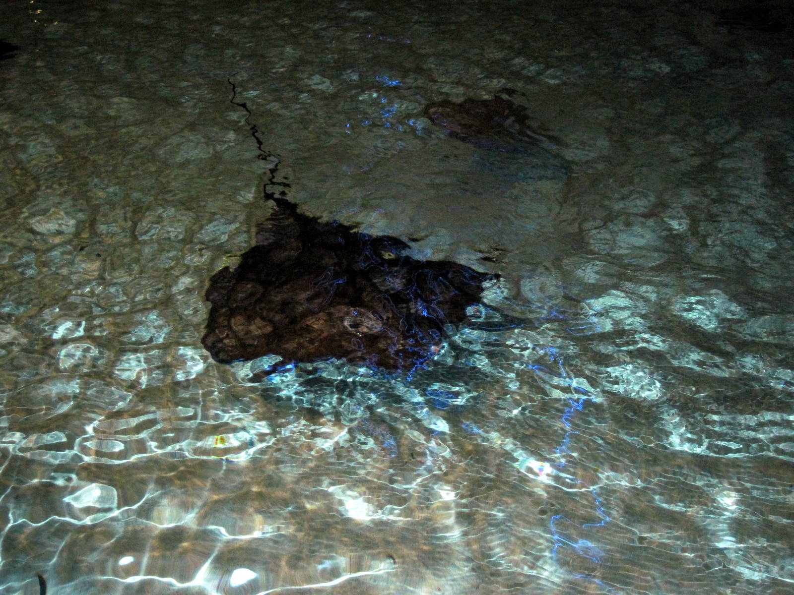 Wings in the Water-Stingray