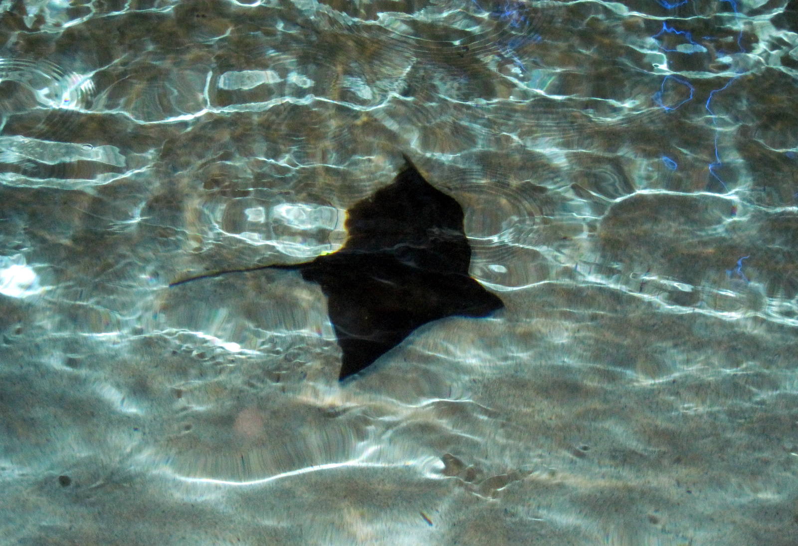 Wings in the Water-Stingray