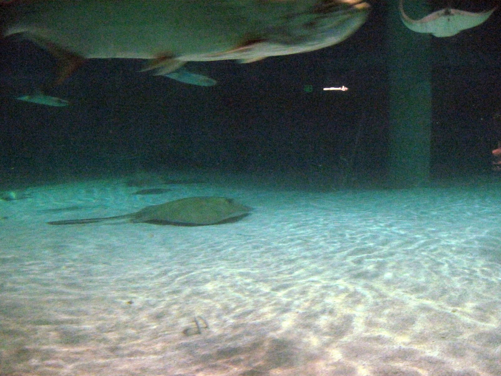 Wings in the Water-Stingray