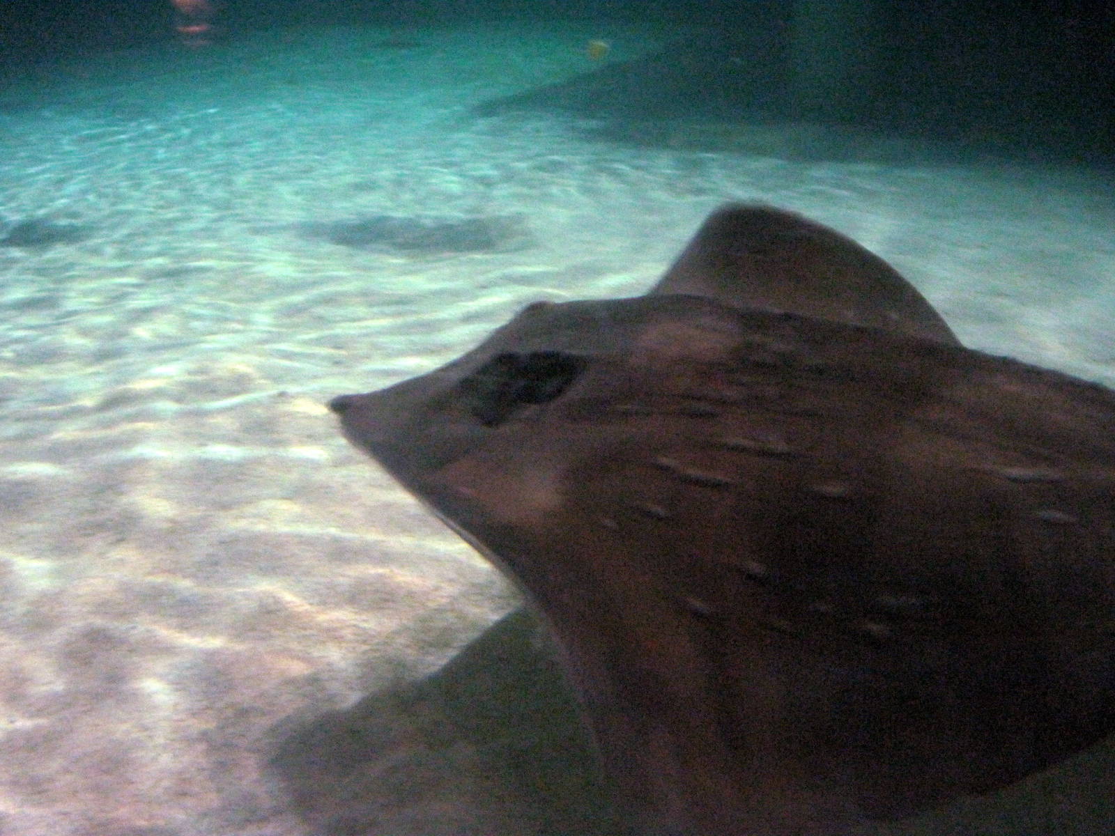 Wings in the Water-Stingray