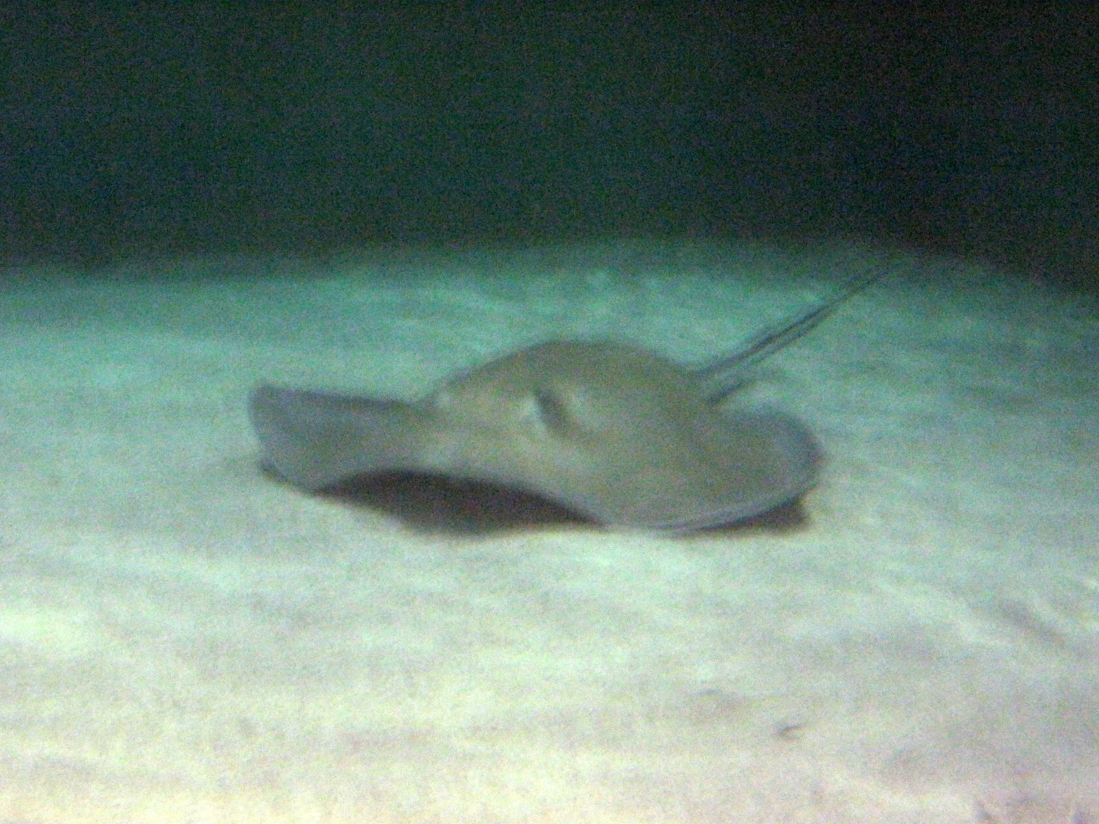 Wings in the Water-Stingray