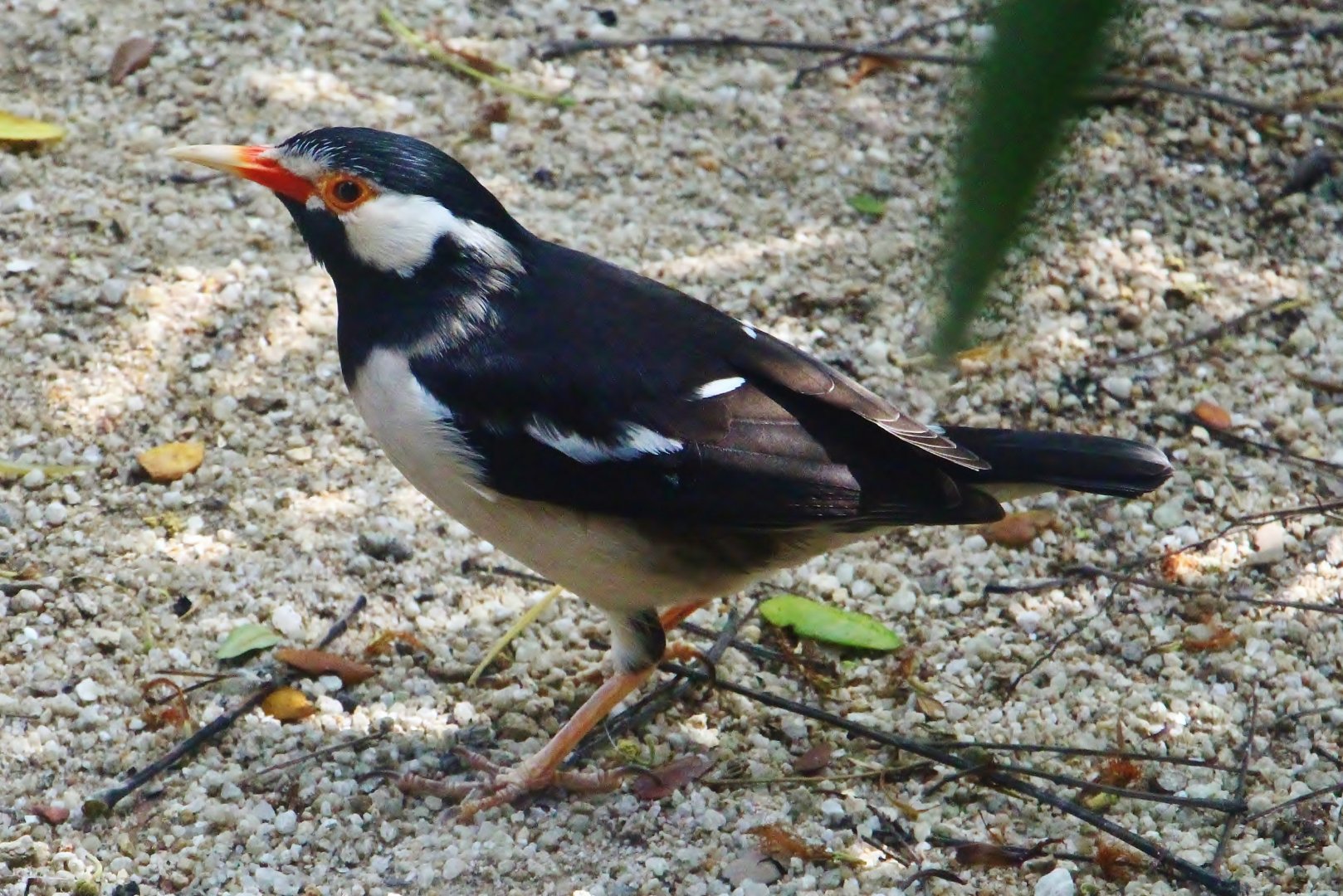 Wings of Asia - Asian Pied Starling (Gracupica contra)