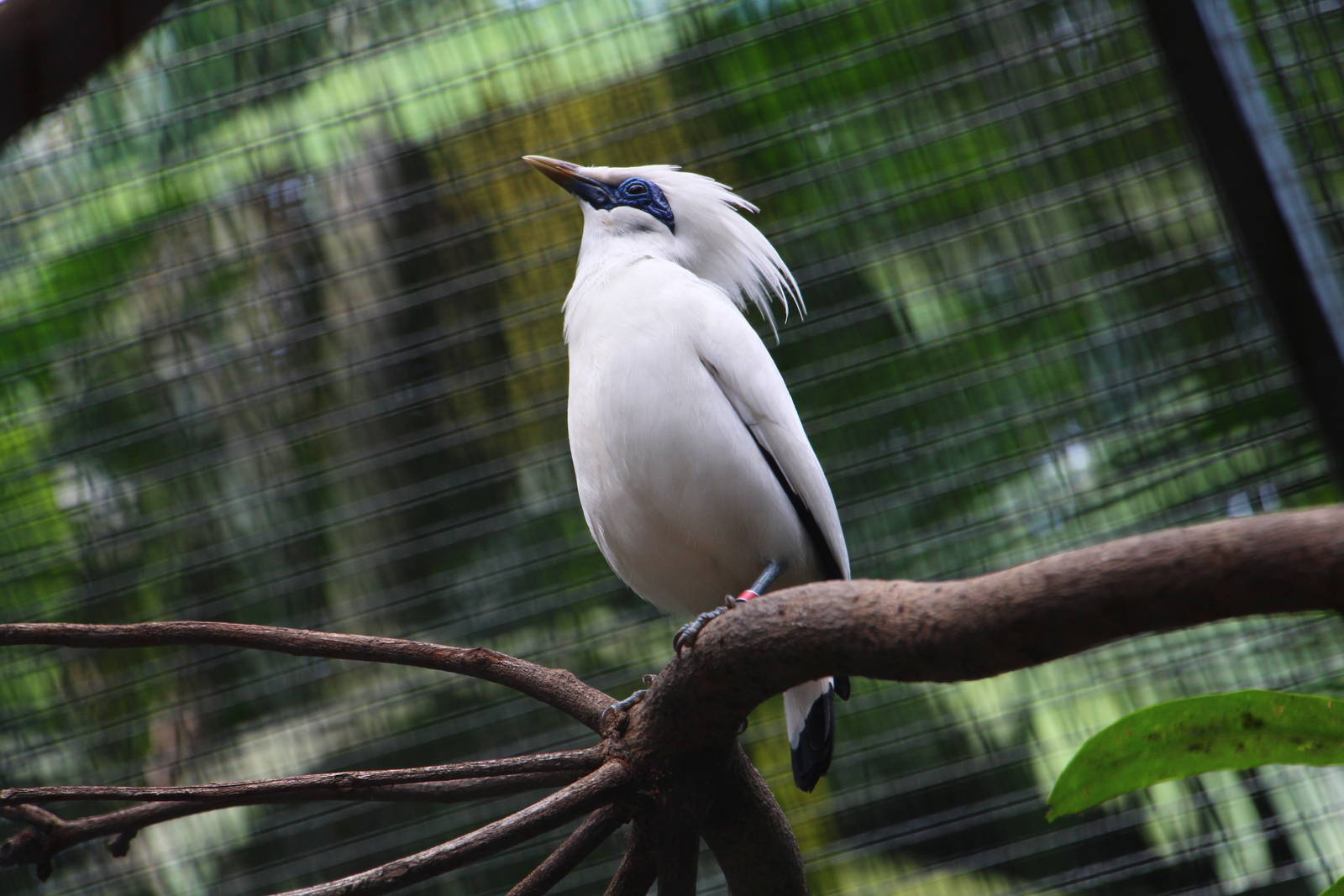 Wings of Asia - Bali Myna