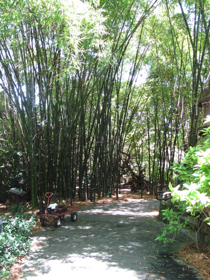 Wings of Asia Bamboo Path