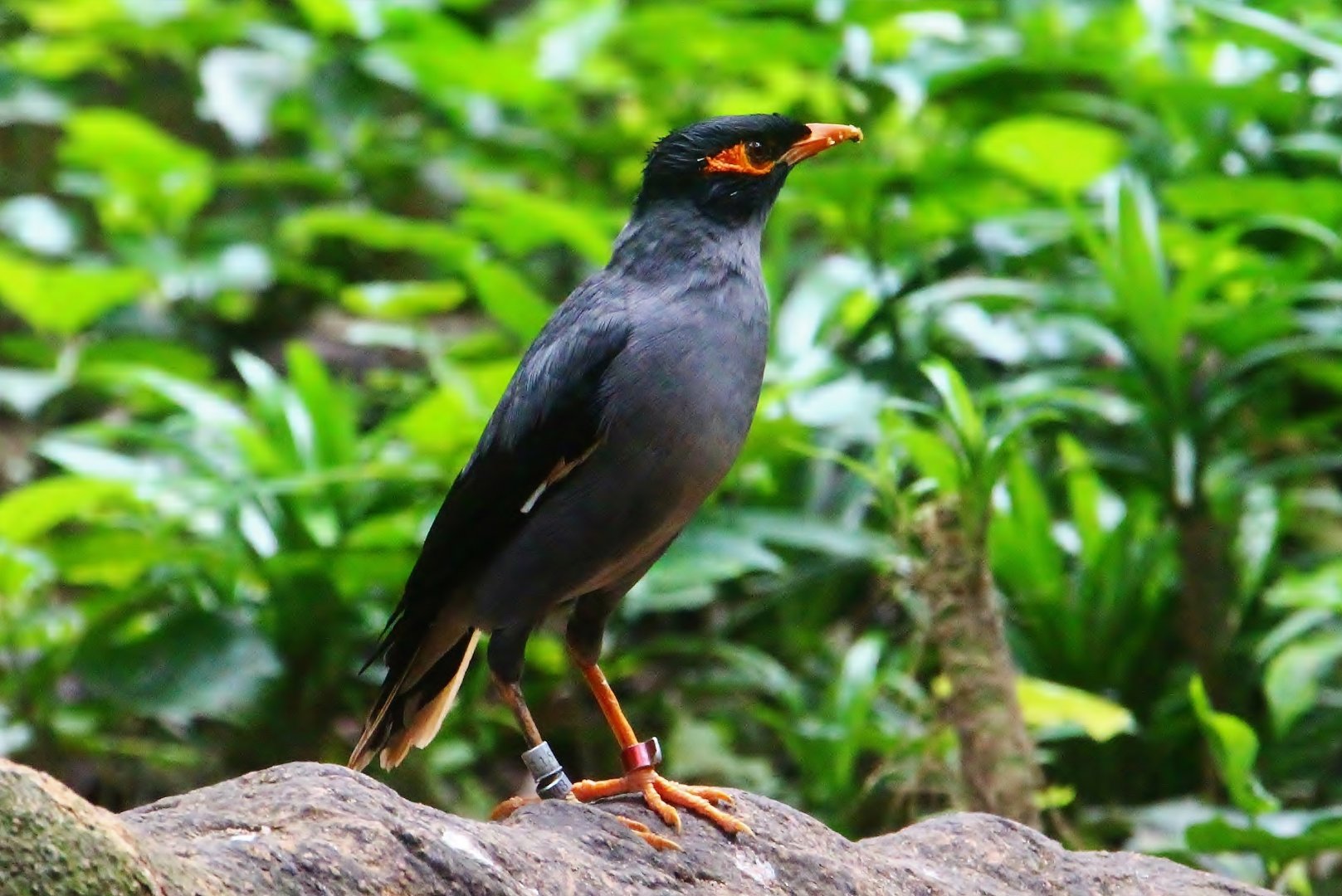 Wings of Asia - Bank Myna (Acridotheres ginginianus)