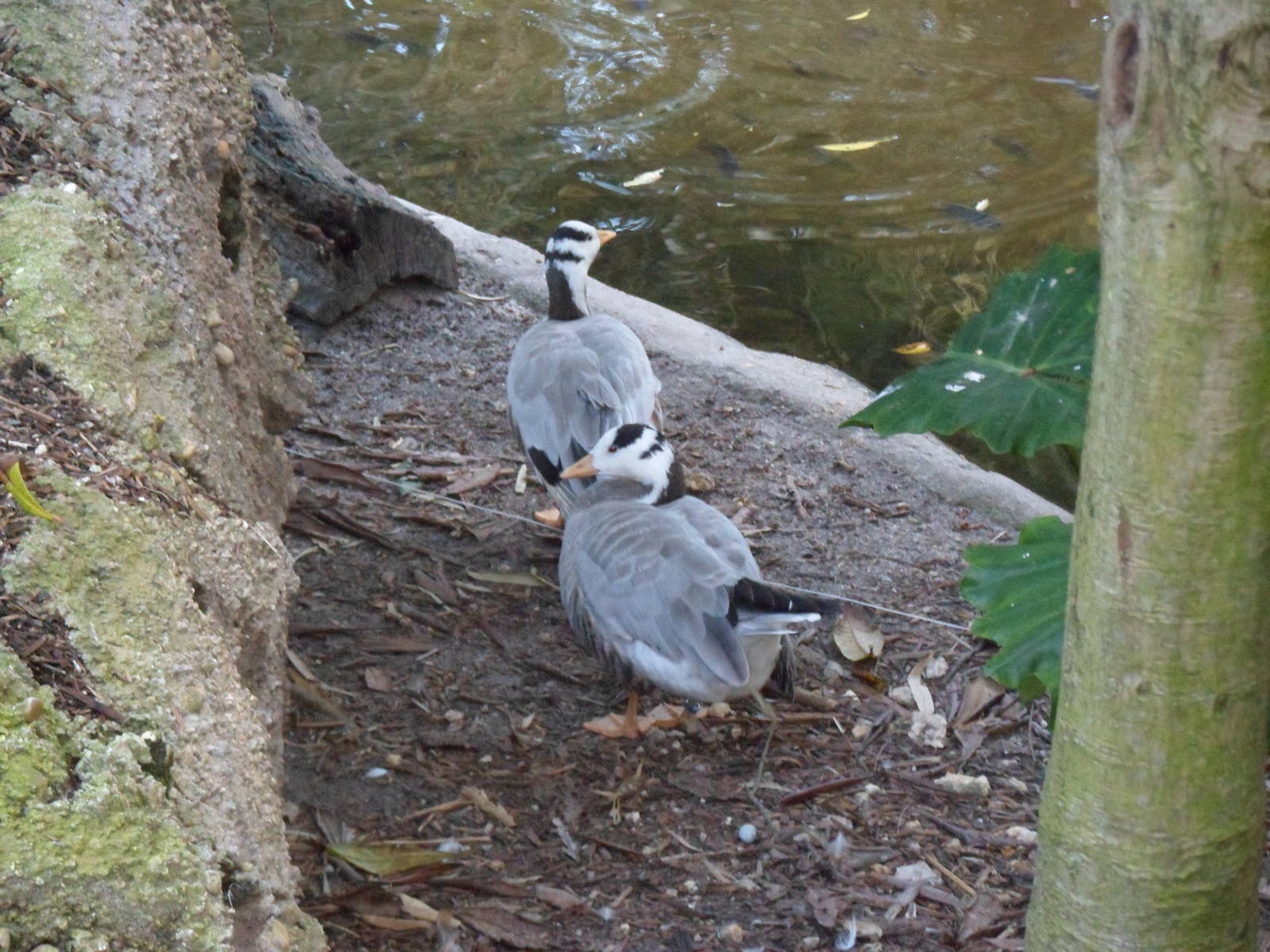 Wings of Asia Bar-Headed Geese