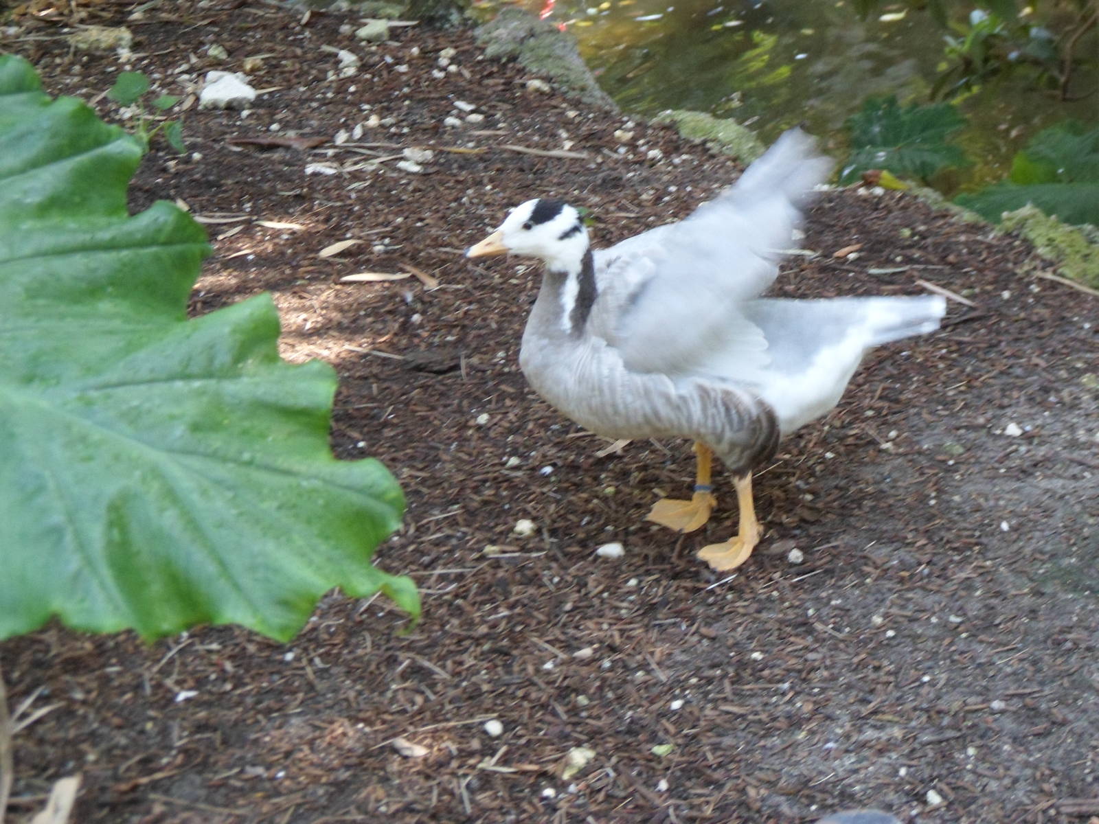 Wings of Asia Bar-Headed Goose