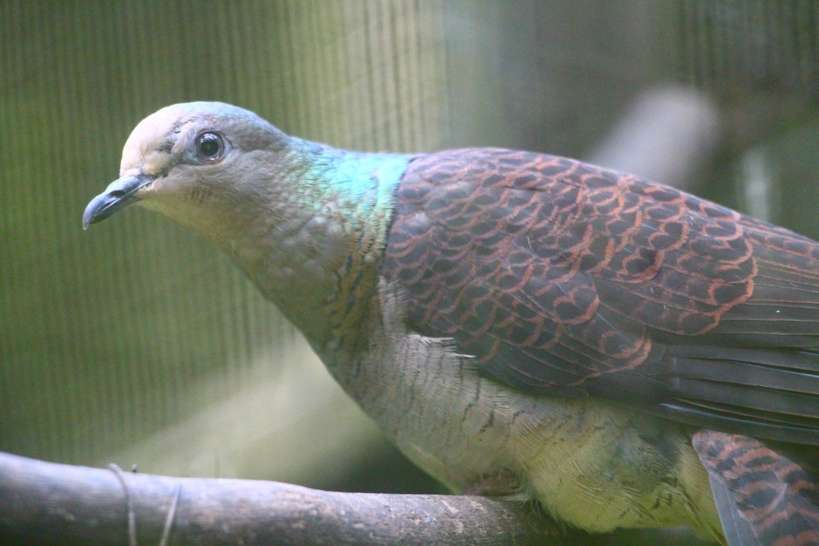 Wings of Asia - Barred Cuckoo-dove