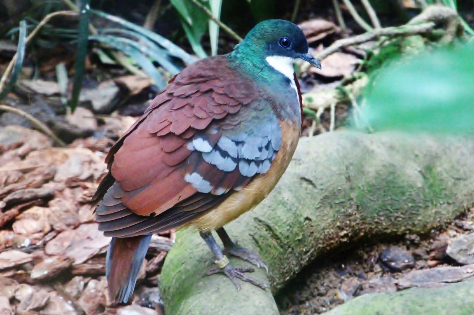 Wings of Asia - Bartlett's Bleeding Heart Dove