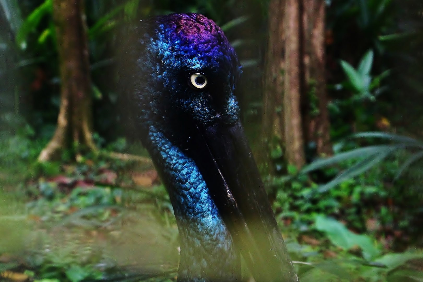 Wings of Asia - Black-necked Stork