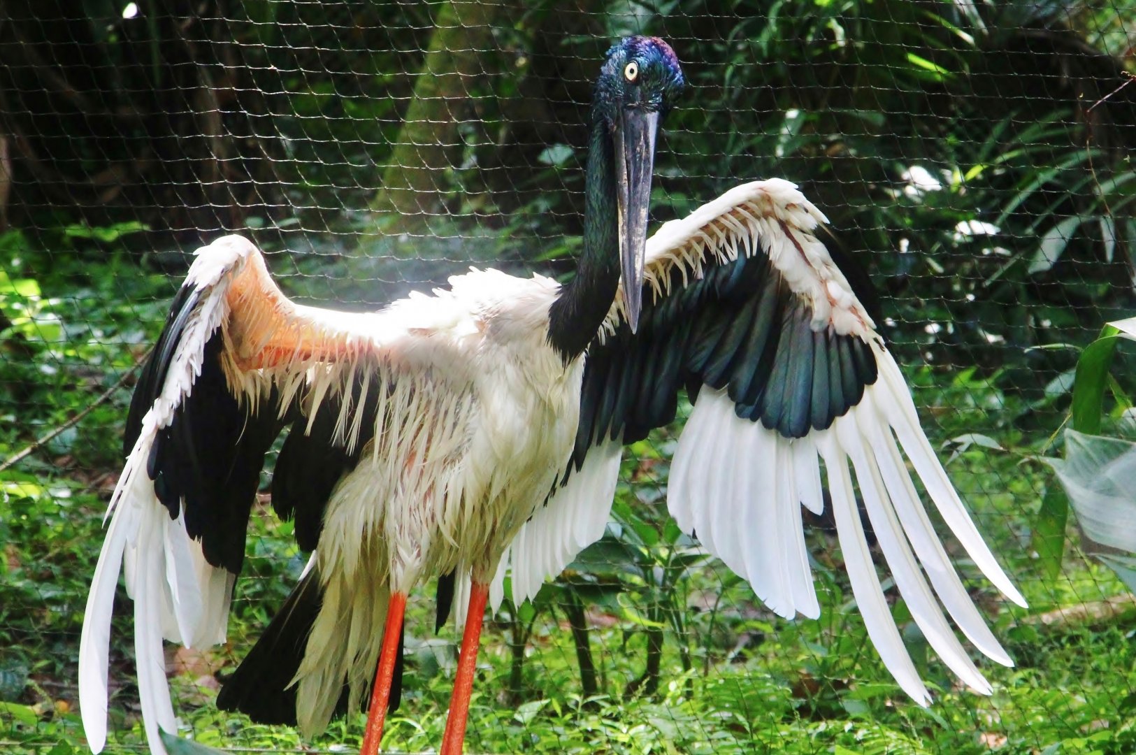 Wings of Asia - Black-necked Stork