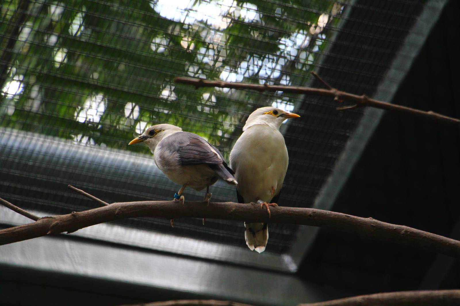 Wings of Asia - Black-winged Starling