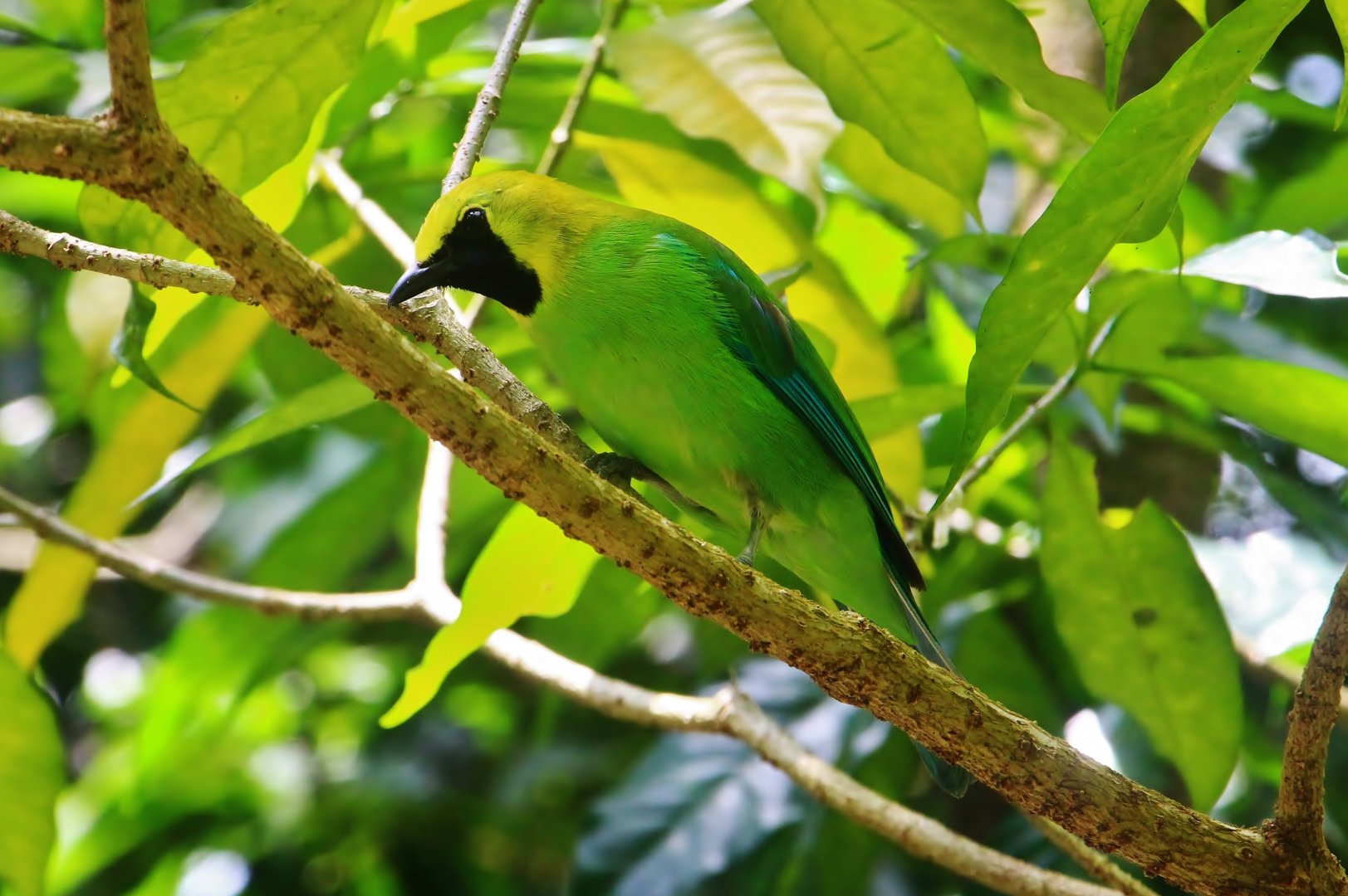 Wings of Asia - Blue-winged Leafbird (Chloropsis cochinchinensis)
