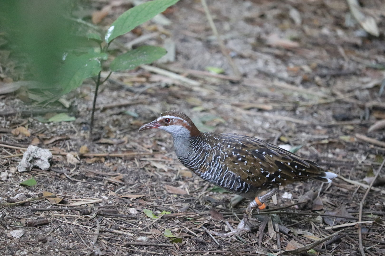 Wings of Asia - Buff-Banded Rail