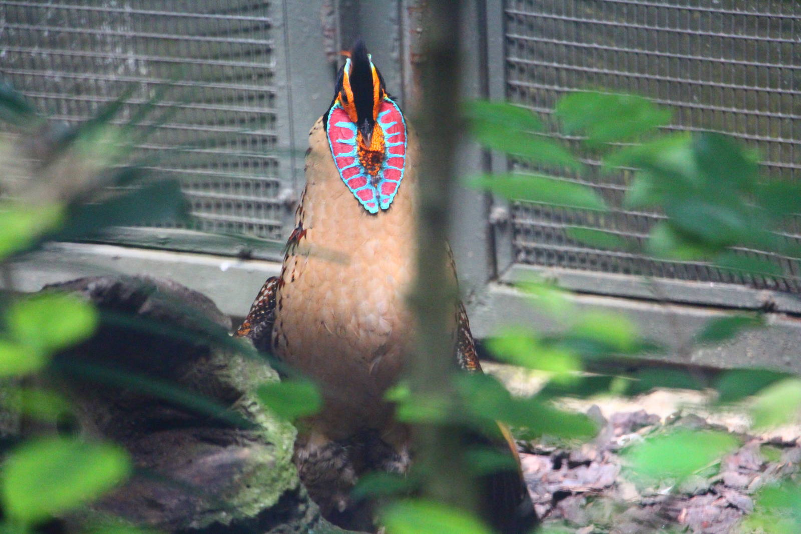 Wings of Asia - Cabot's Tragopan