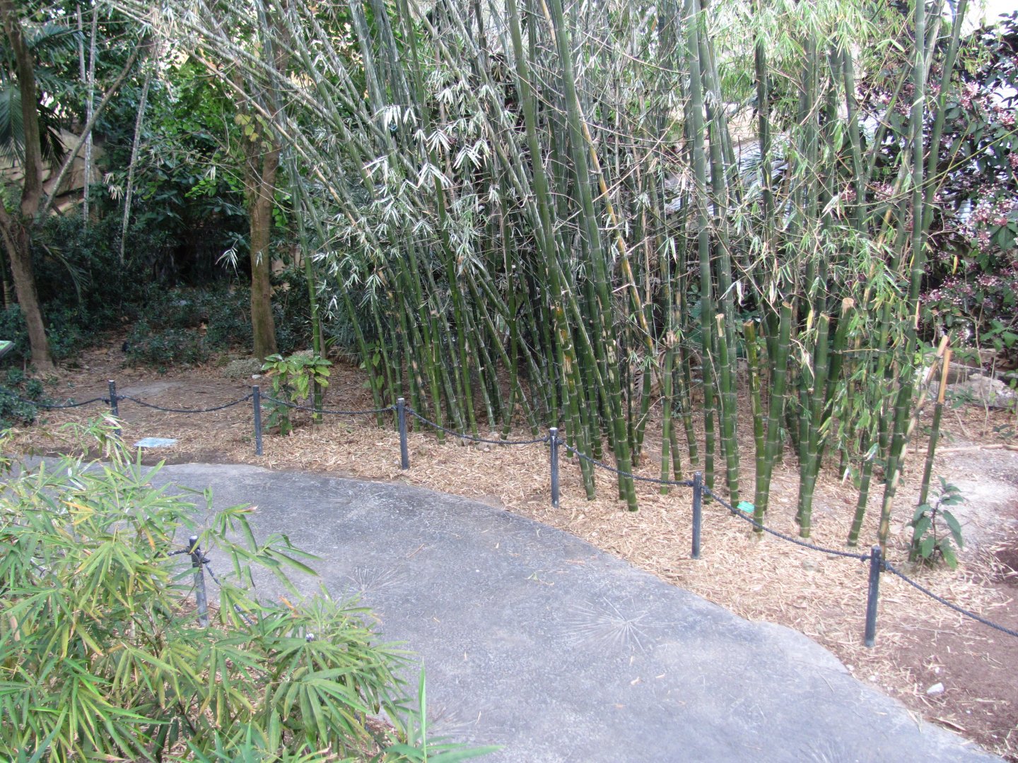 Wings of Asia Canopy Observation Station View