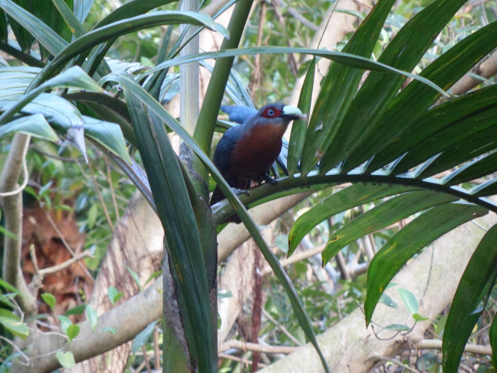 Wings of Asia Chestnut-Breasted Malkoha