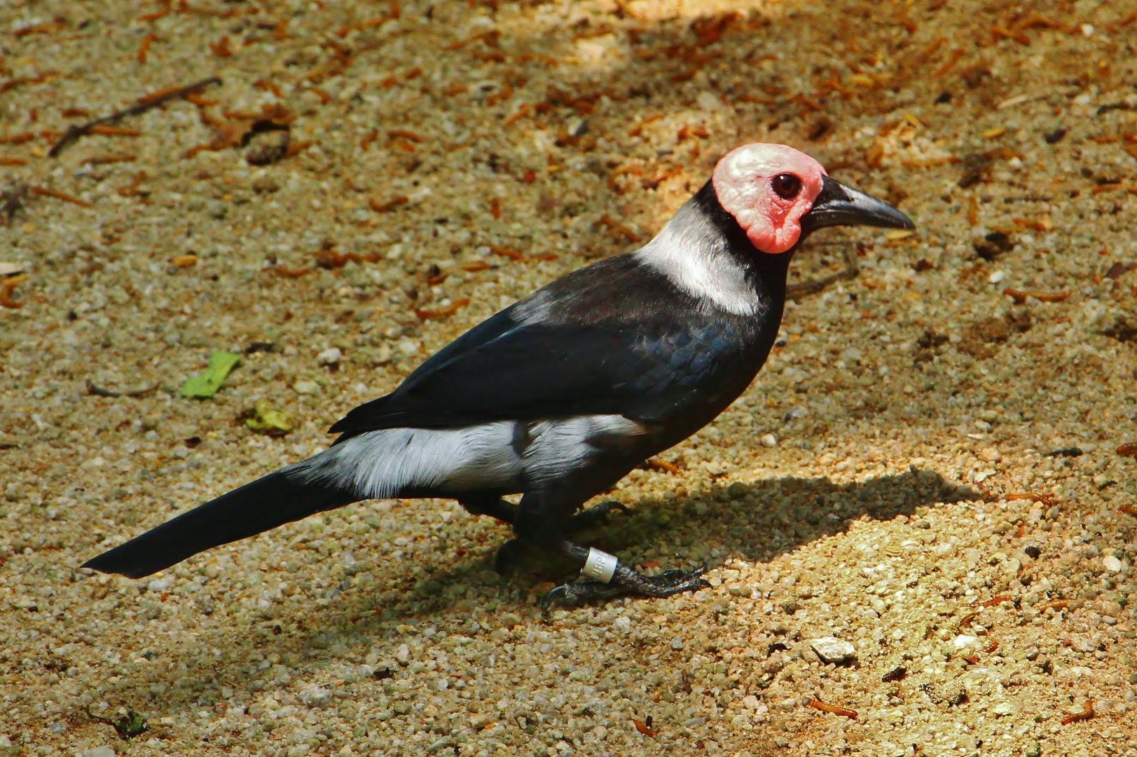 Wings of Asia - Coleto (Sarcops calvus)