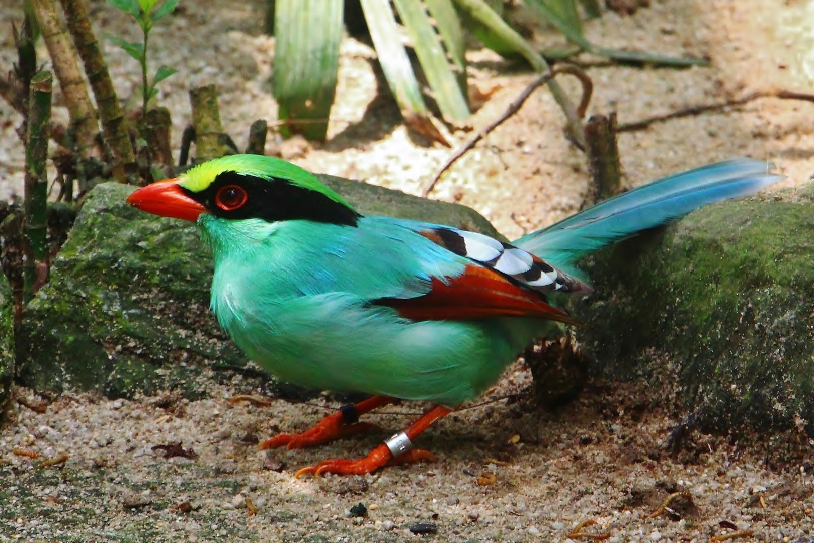 Wings of Asia - Common Green Magpie (Cissa chinensis)