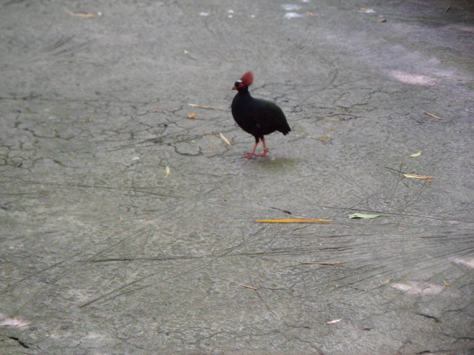 Wings of Asia Crested Wood Partridge