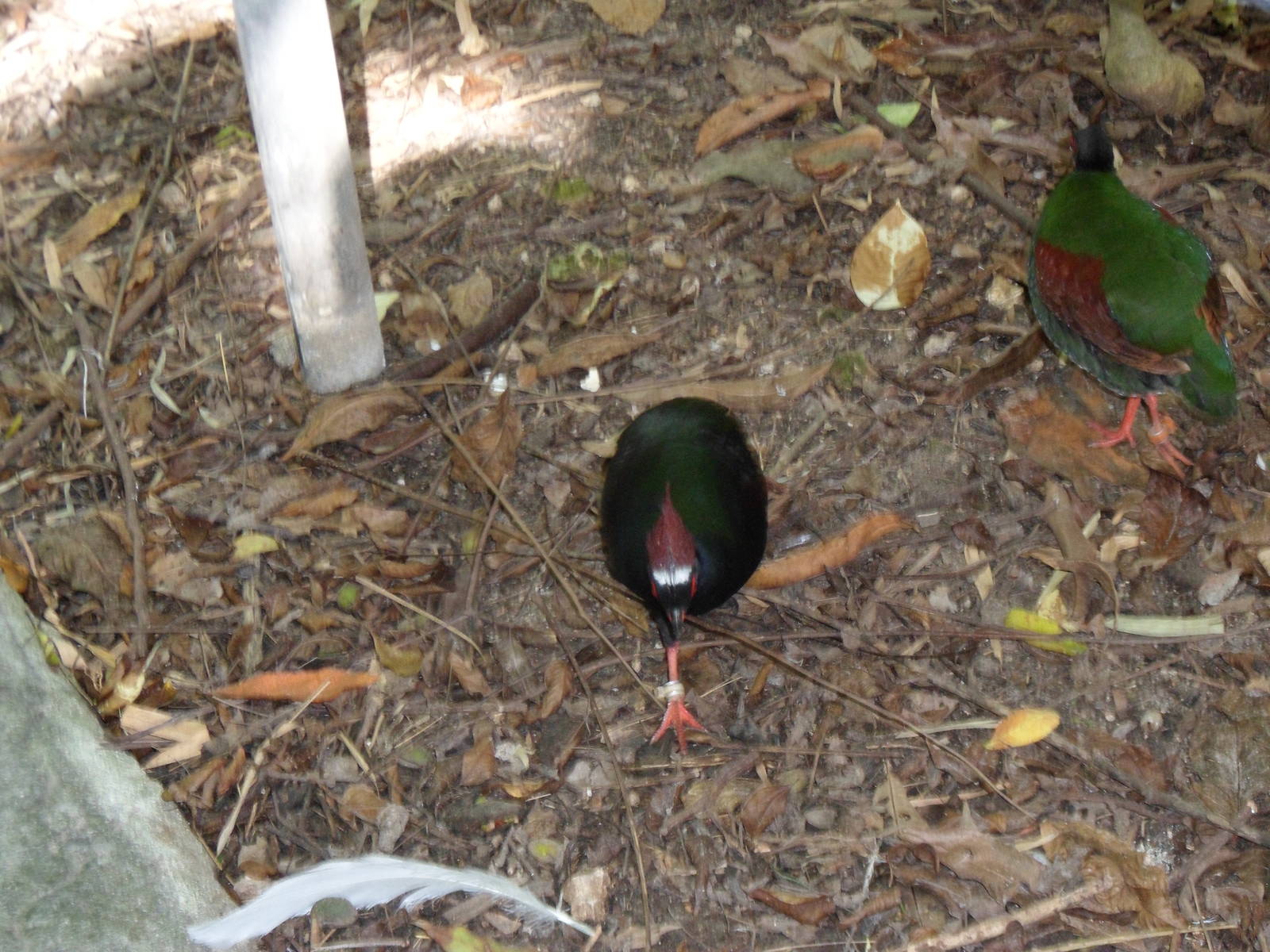 Wings of Asia Crested Wood Partridge