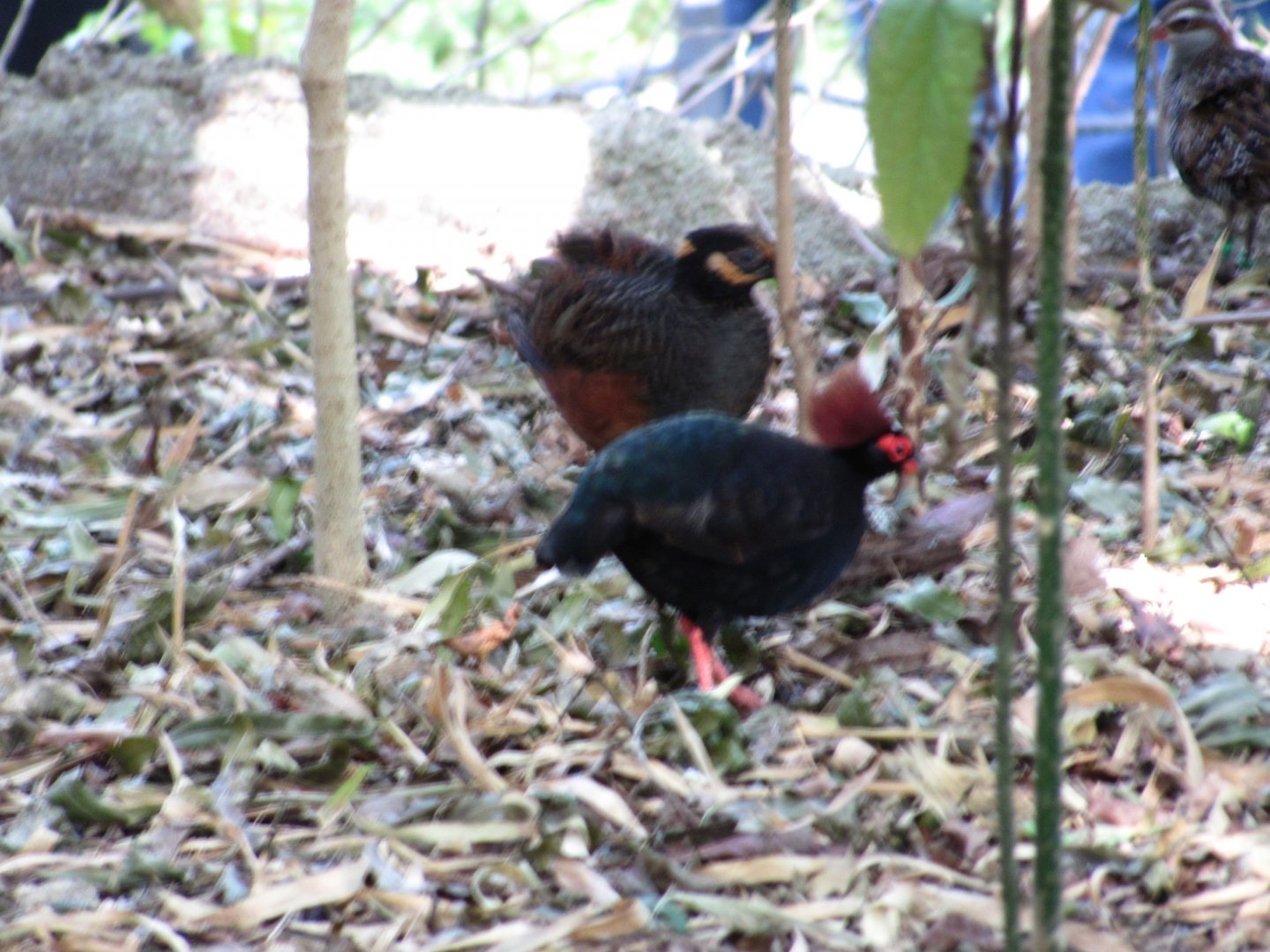 Wings of Asia Crested Wood Partridges