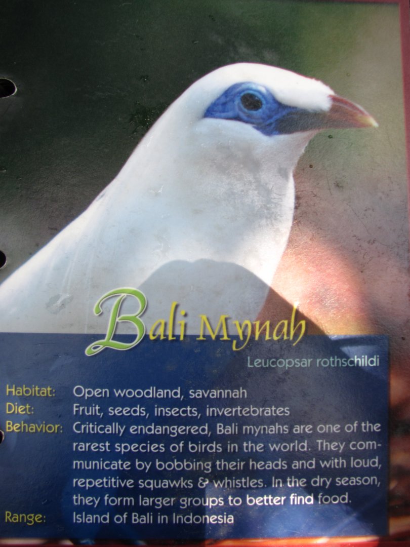 Wings of Asia Field Guide Bali Mynah