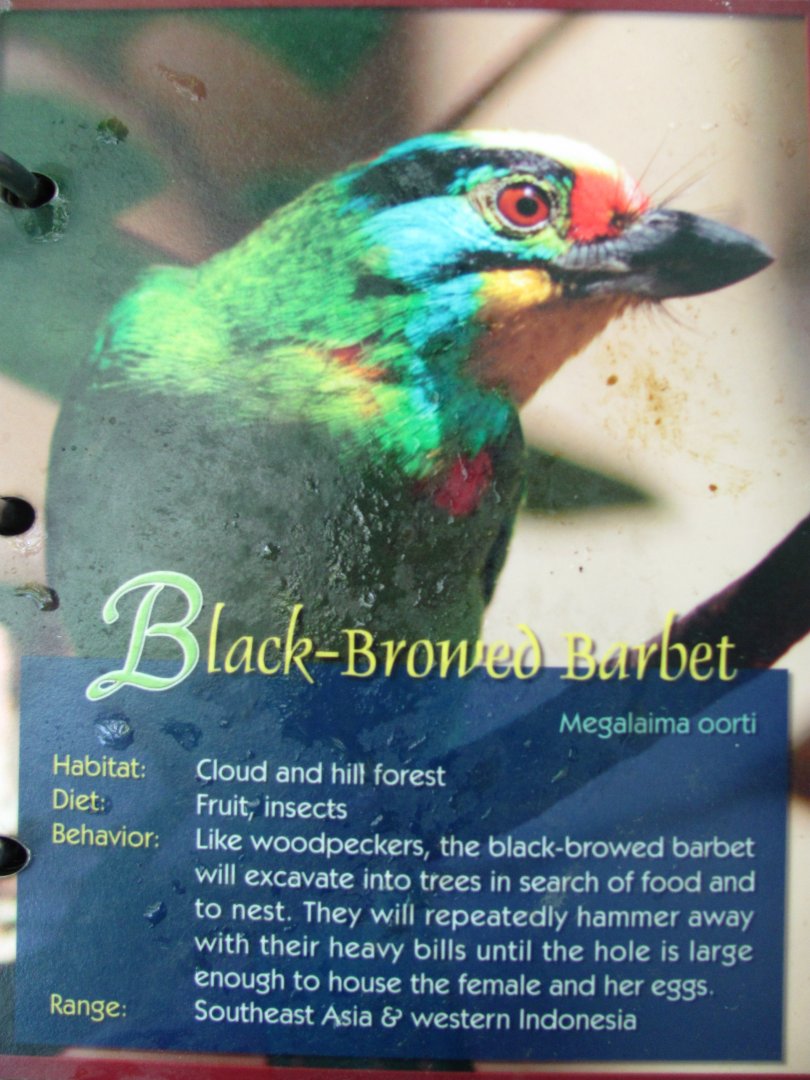 Wings of Asia Field Guide Black Browed Barbet