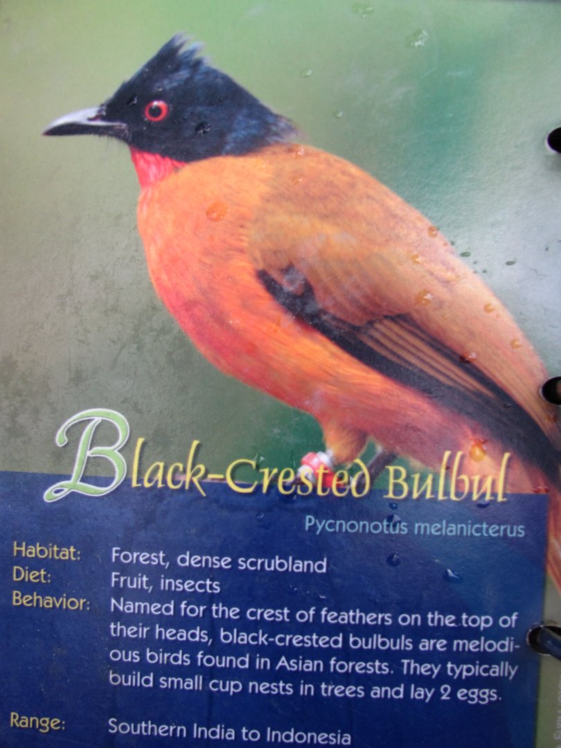 Wings of Asia Field Guide Black Crested Bulbul