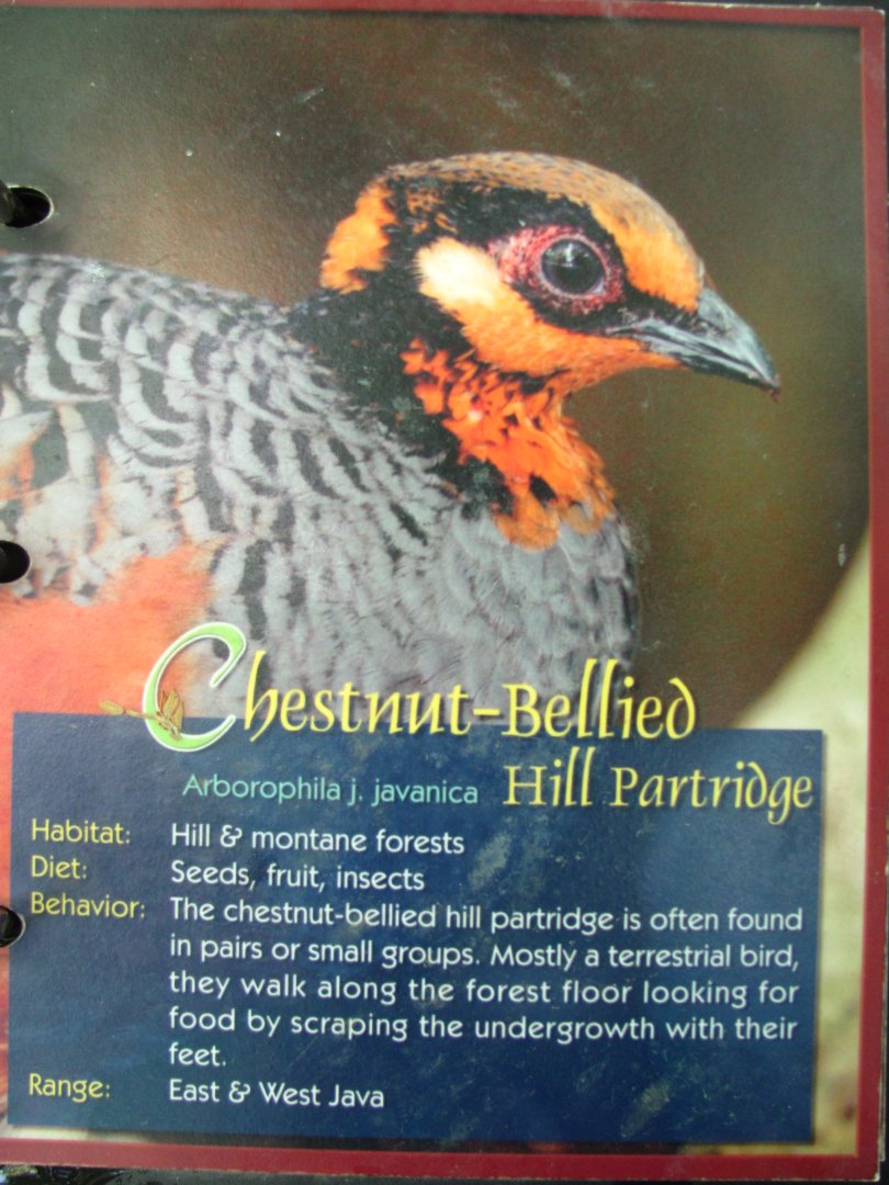 Wings of Asia Field Guide Chestnut Bellied Hill Patridge