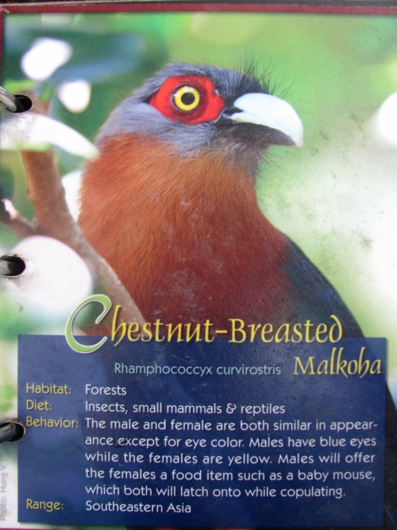 Wings of Asia Field Guide Chestnut Breasted Malkoha