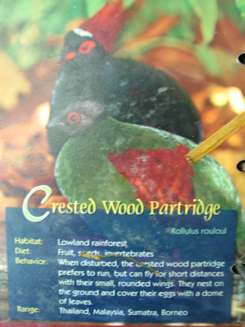 Wings of Asia Field Guide Crested Wood Partridge