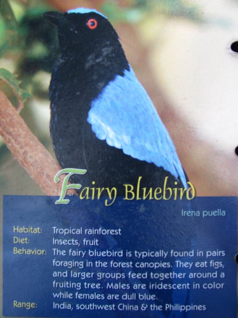Wings of Asia Field Guide Fairy Bluebird
