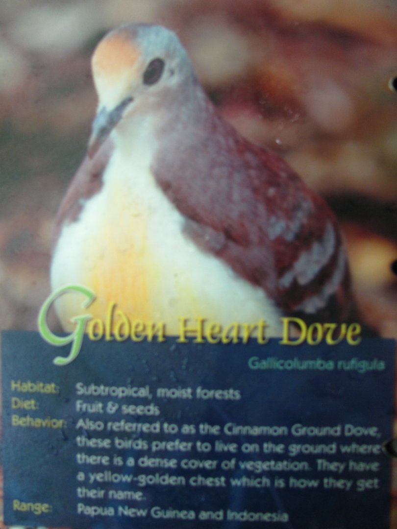 Wings of Asia Field Guide Golden Heart Dove