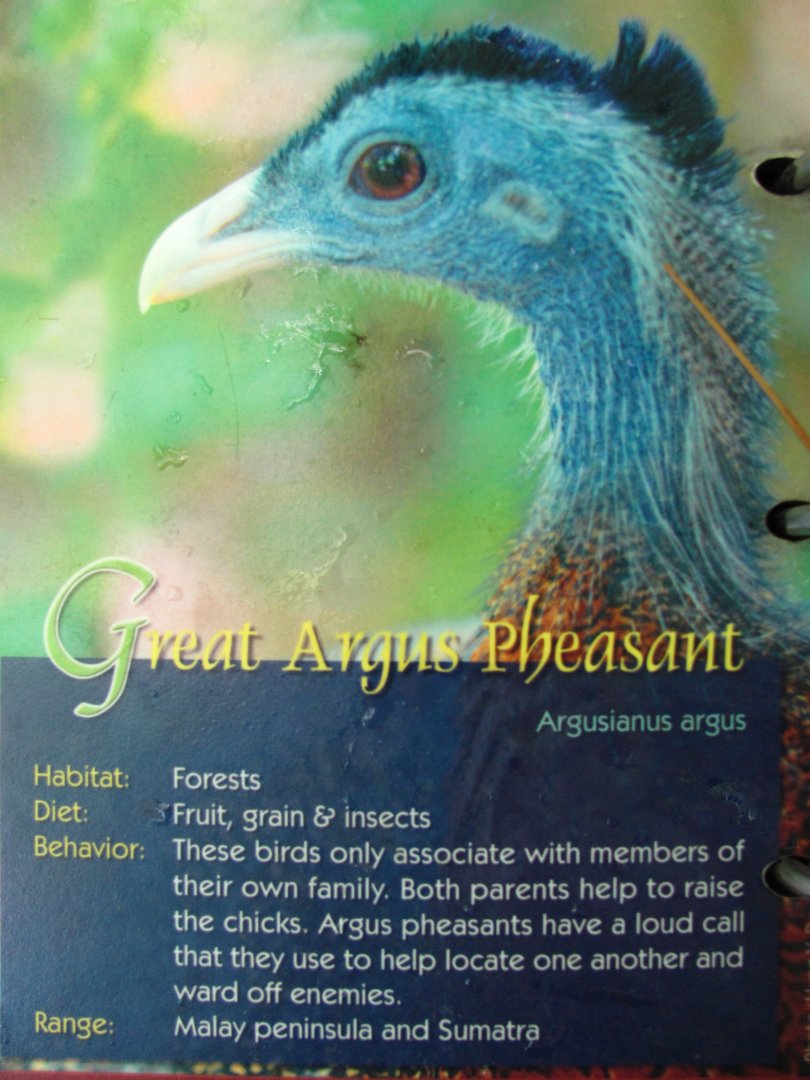 Wings of Asia Field Guide Great Argus Pheasant