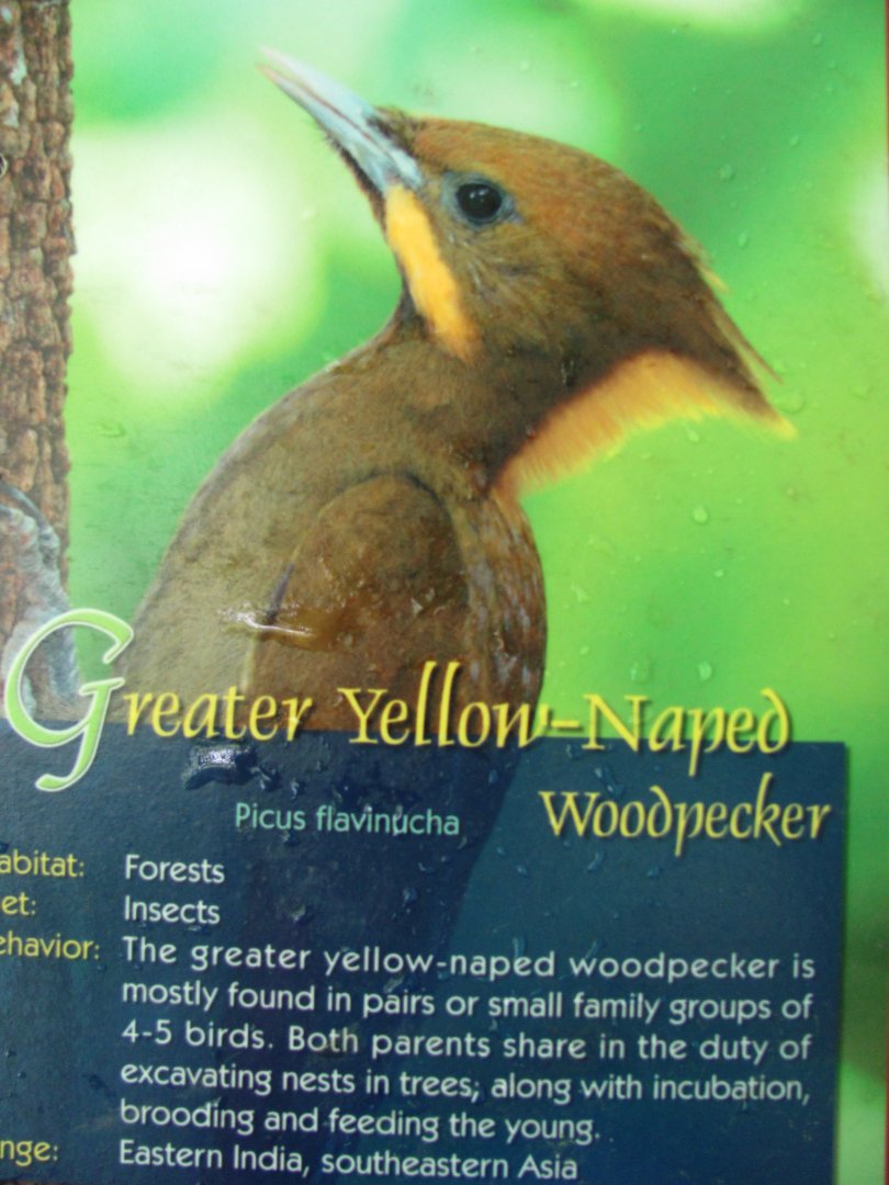Wings of Asia Field Guide Greater Yellow Naped Woodpecker