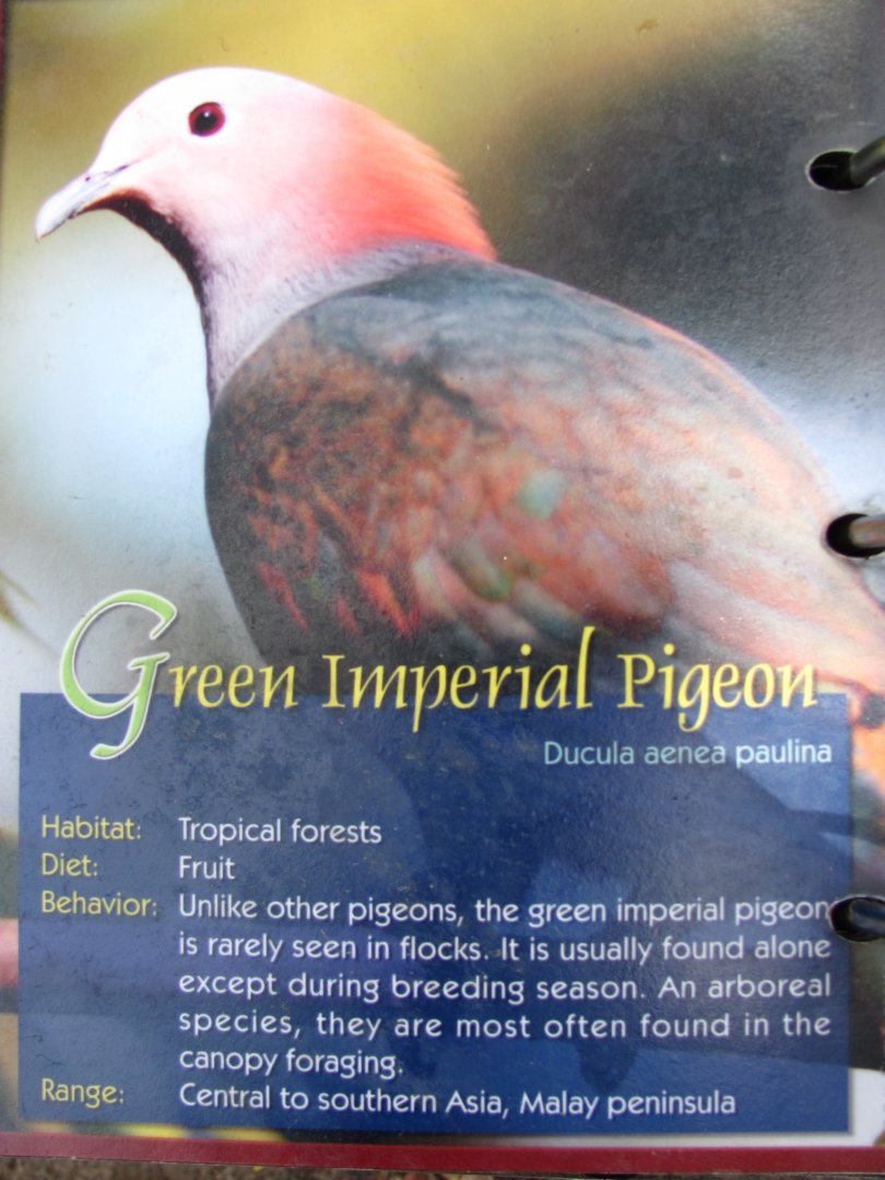 Wings of Asia Field Guide Green Imperial Pigeon