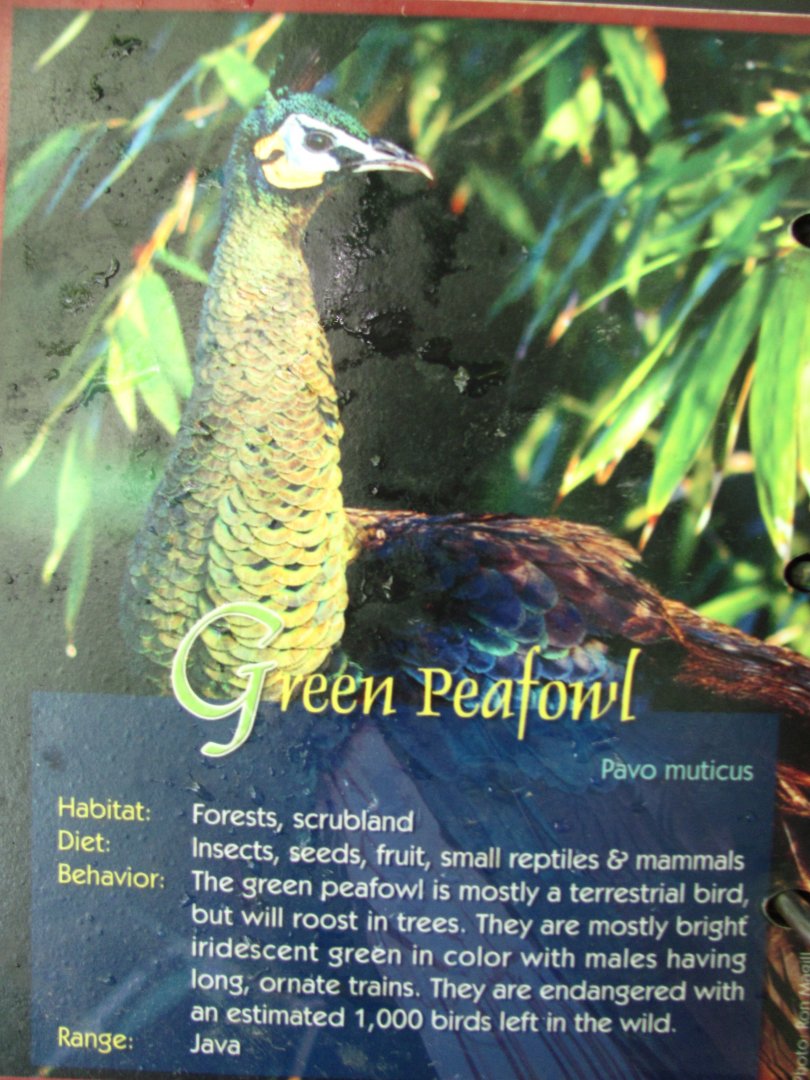 Wings of Asia Field Guide Green Peafowl