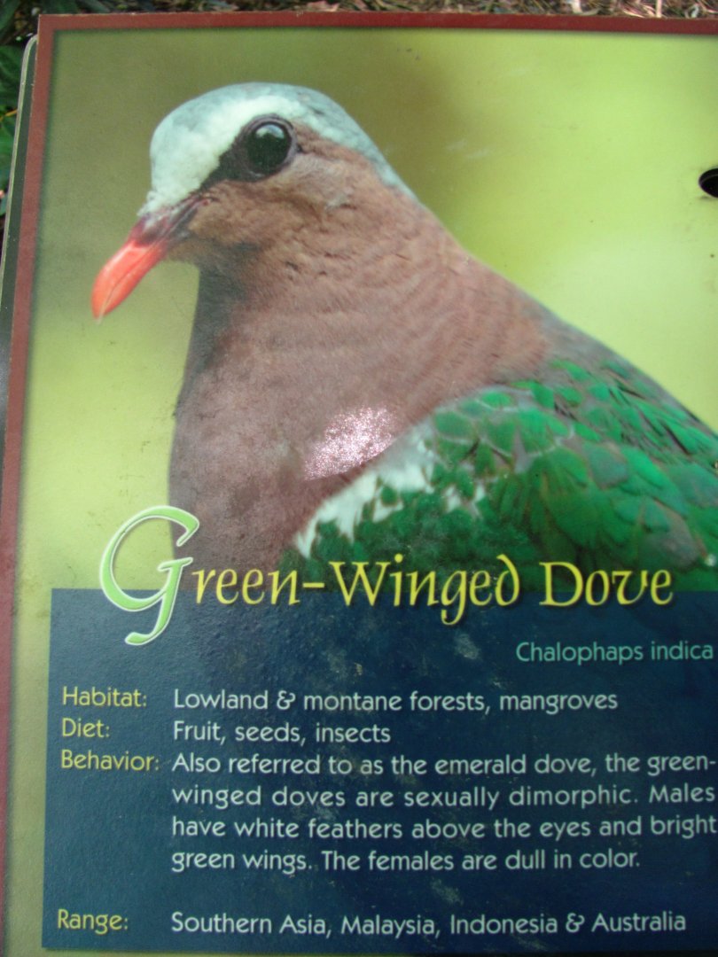 Wings of Asia Field Guide Green Winged Dove