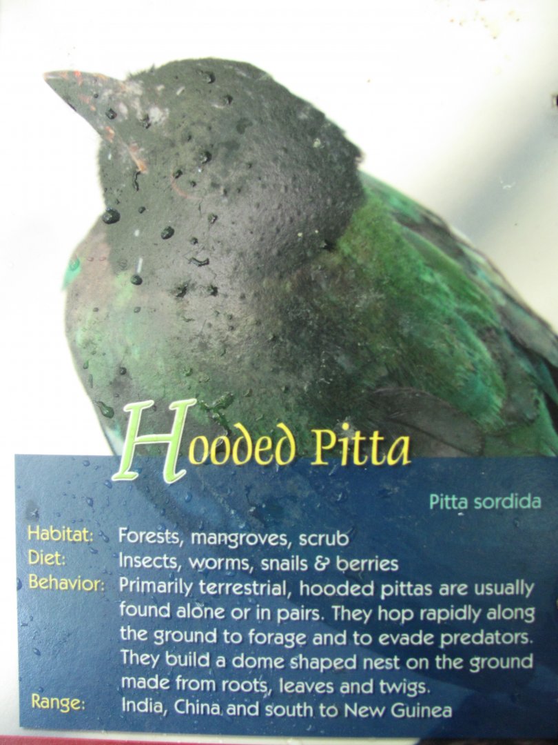 Wings of Asia Field Guide Hooded Pitta